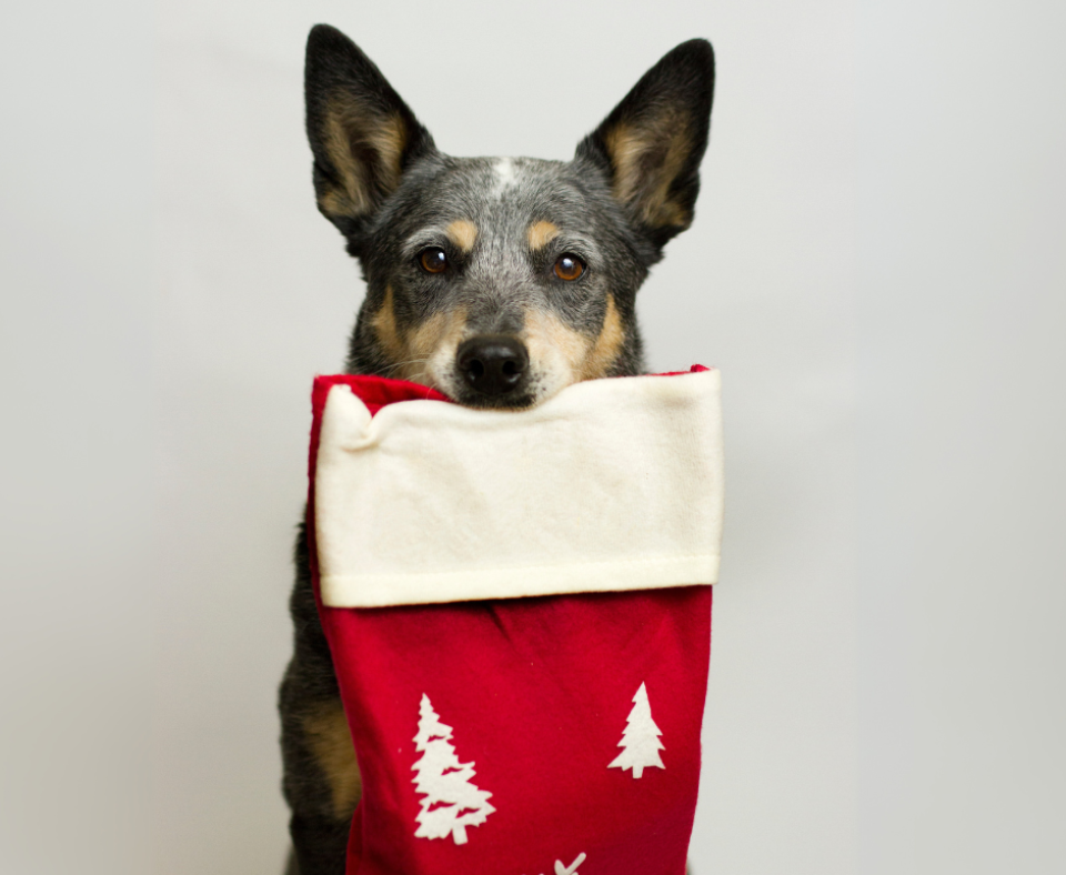 A dog holds a decorated Christmas stocking in its mouth